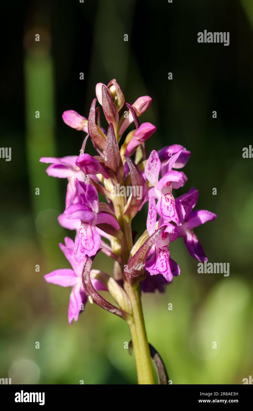 Early marsh-orchid flowering Stock Photo