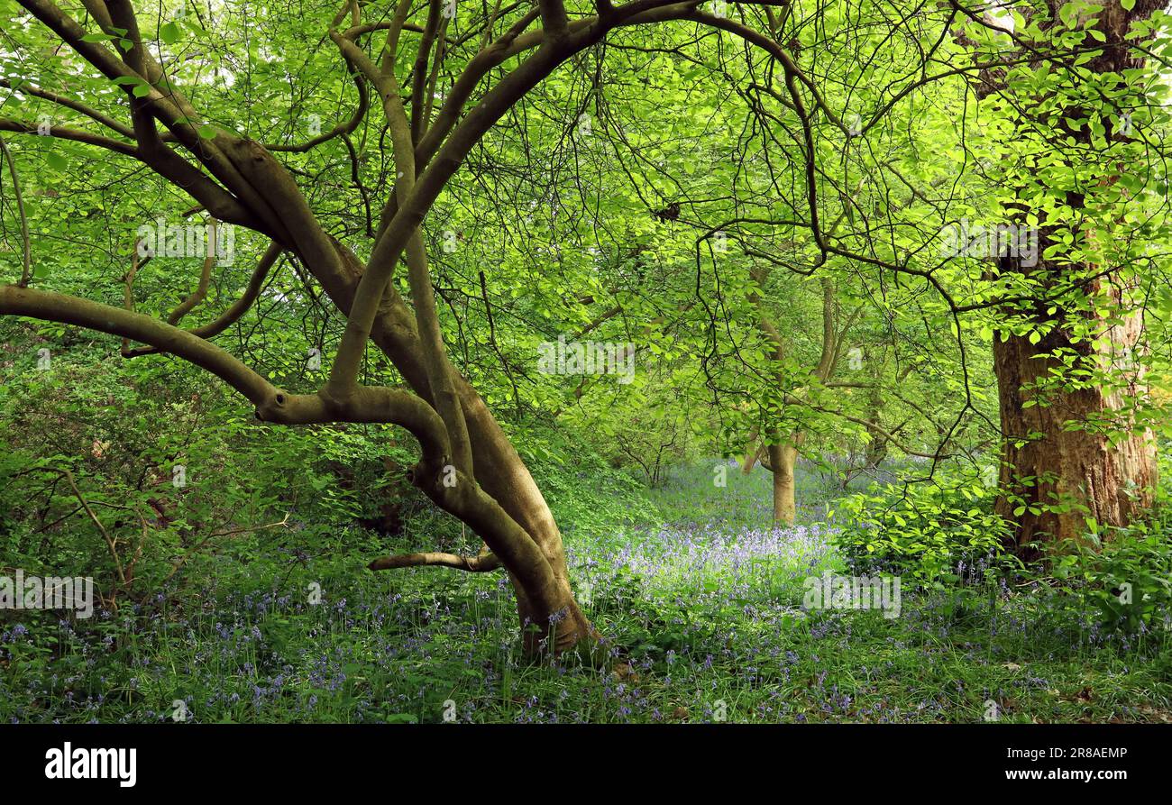 Soft spring sunlight illuminates bluebells into a violet glow, surrounded by trees and fresh greenery in a woodland garden.  England, May. Stock Photo