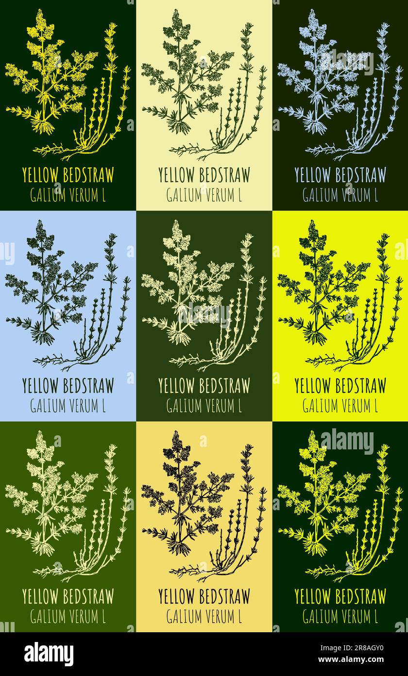 Set of drawing of YELLOW BEDSTRAW in various colors. Hand drawn illustration. Latin name GALIUM VERUM L Stock Vector