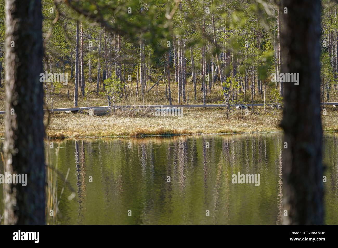 Summery old-growth taiga forest in Riisitunturi National Park, Northern  Finland Stock Photo - Alamy