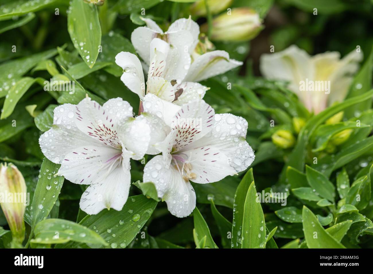 Close up of Alstroemeria Inticancha Magic White (Peruvian Lily) flowering in an English garden, England, UK Stock Photo