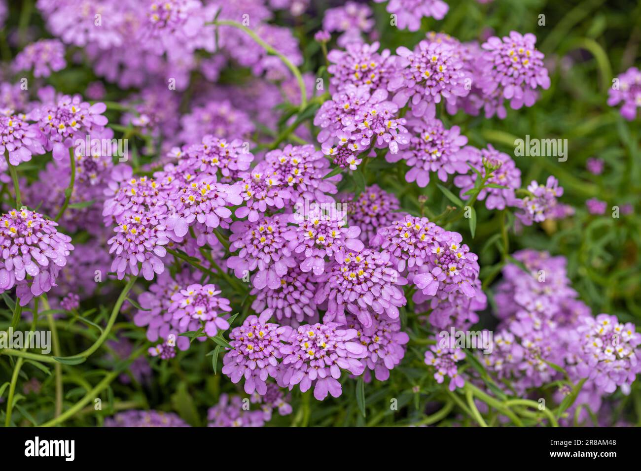 Close up of Iberis x hybrida,Mermaid Lavender flowering in an English