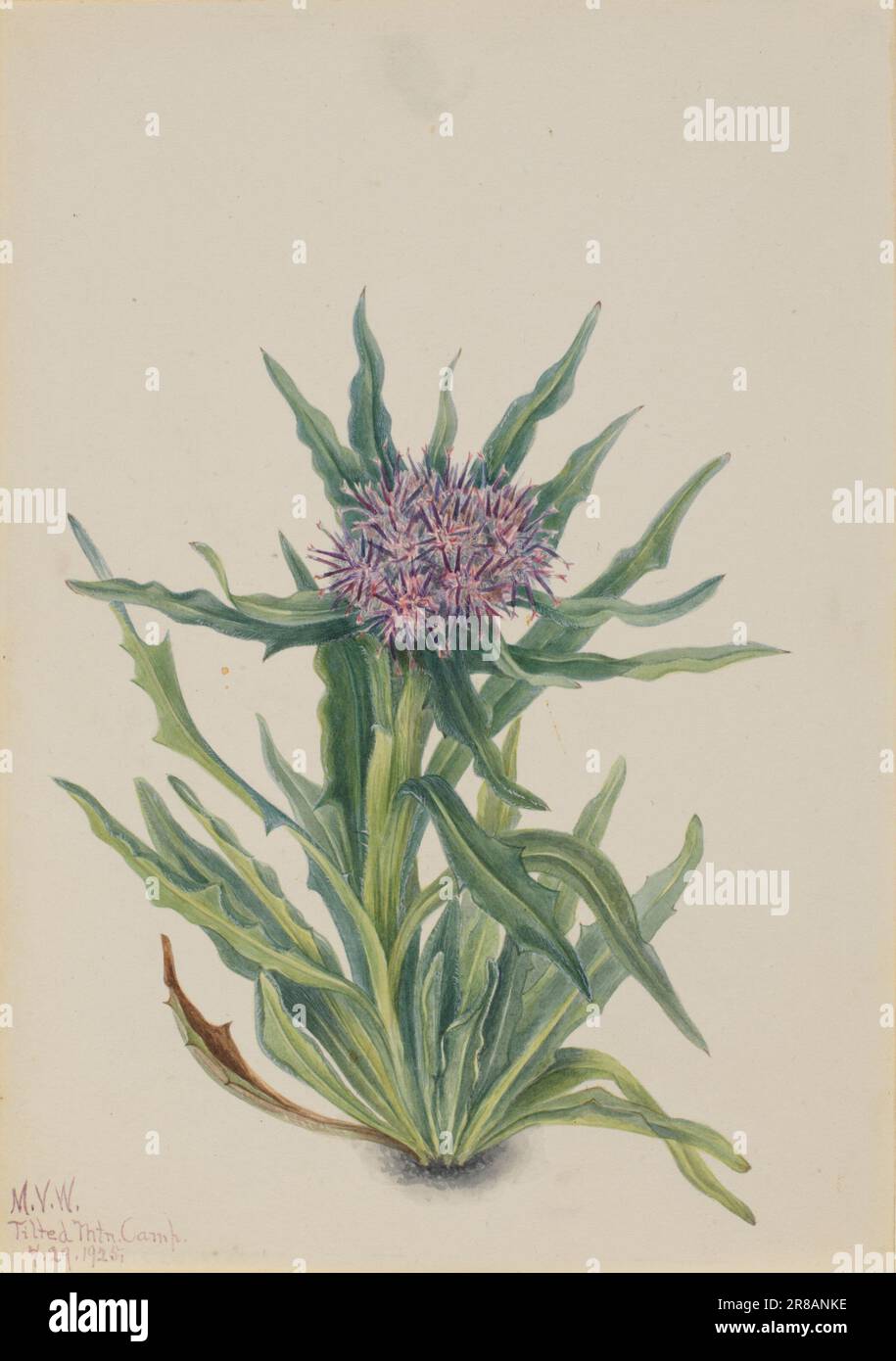 Saussurea (Saussurea densa) 1925 by Mary Vaux Walcott, born Philadelphia, PA 1860-died St. Andrews, New Brunswick, Canada 1940 Stock Photo