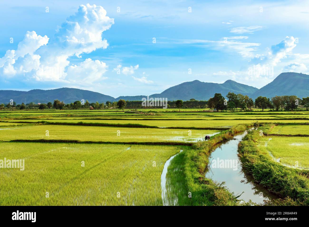 Asian male farmer with a beautiful landscape natural view of the rice ...