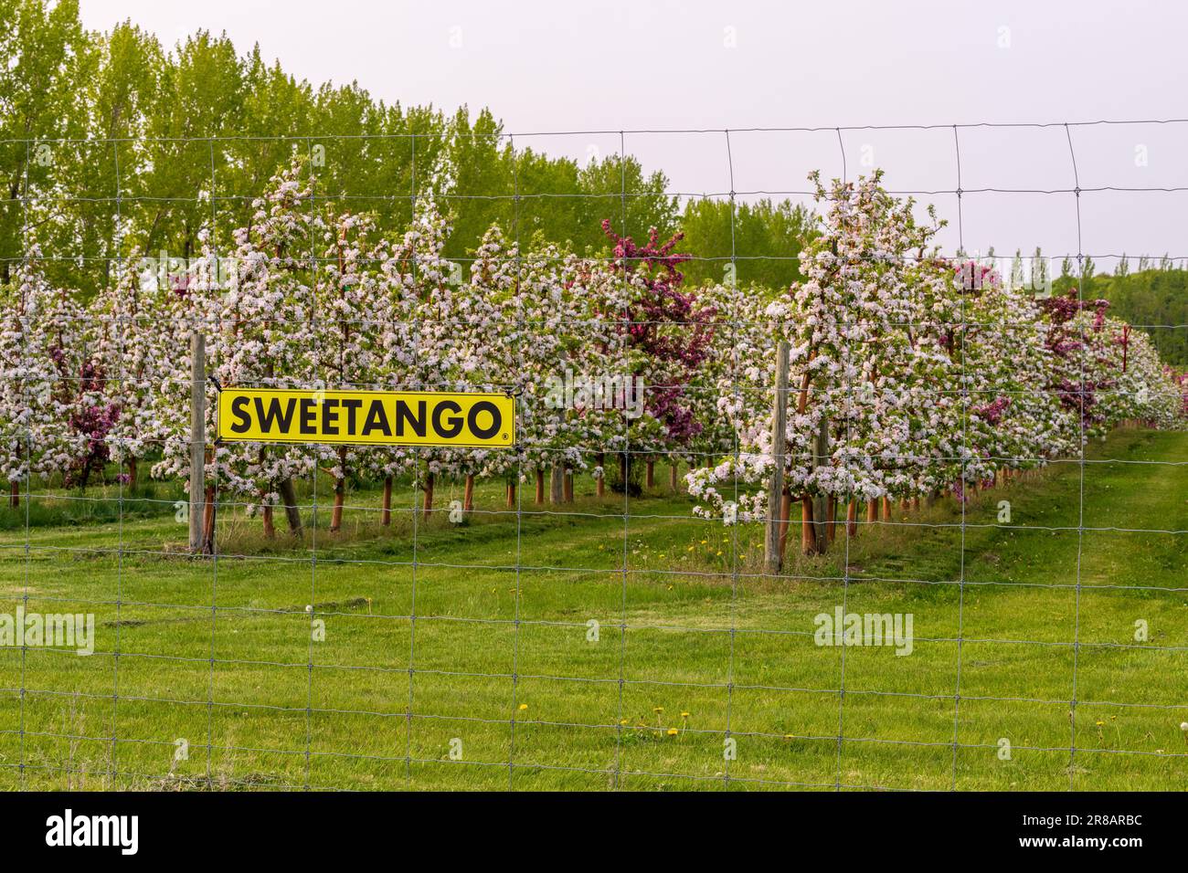 An apple orchard in Door County Wisconsin. Although most noted for its Cherry orchards there is