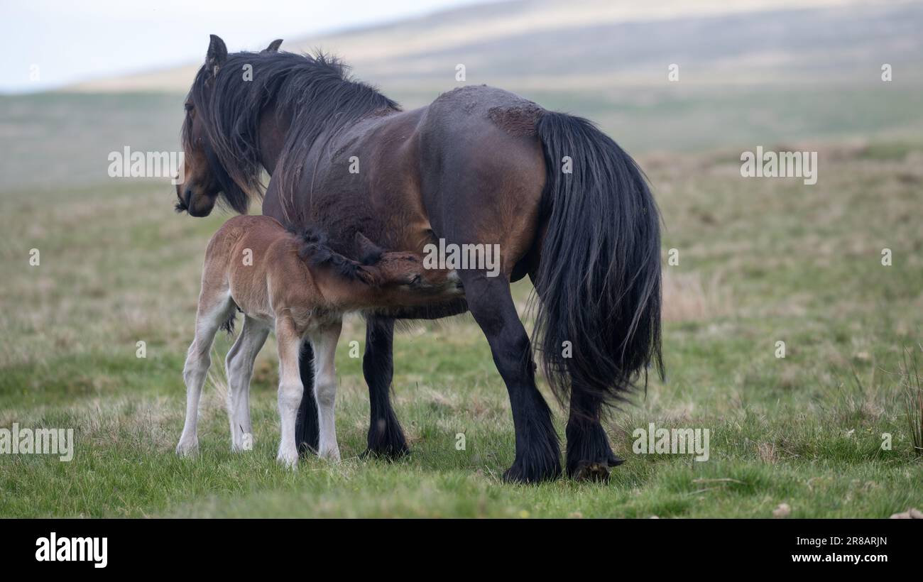 Fell Pony on the open moorland of Wild Boar Fell in the Yorkshire Dales, with a newborn foal. The Fell Pony is a native of the UK with only around 650 Stock Photo