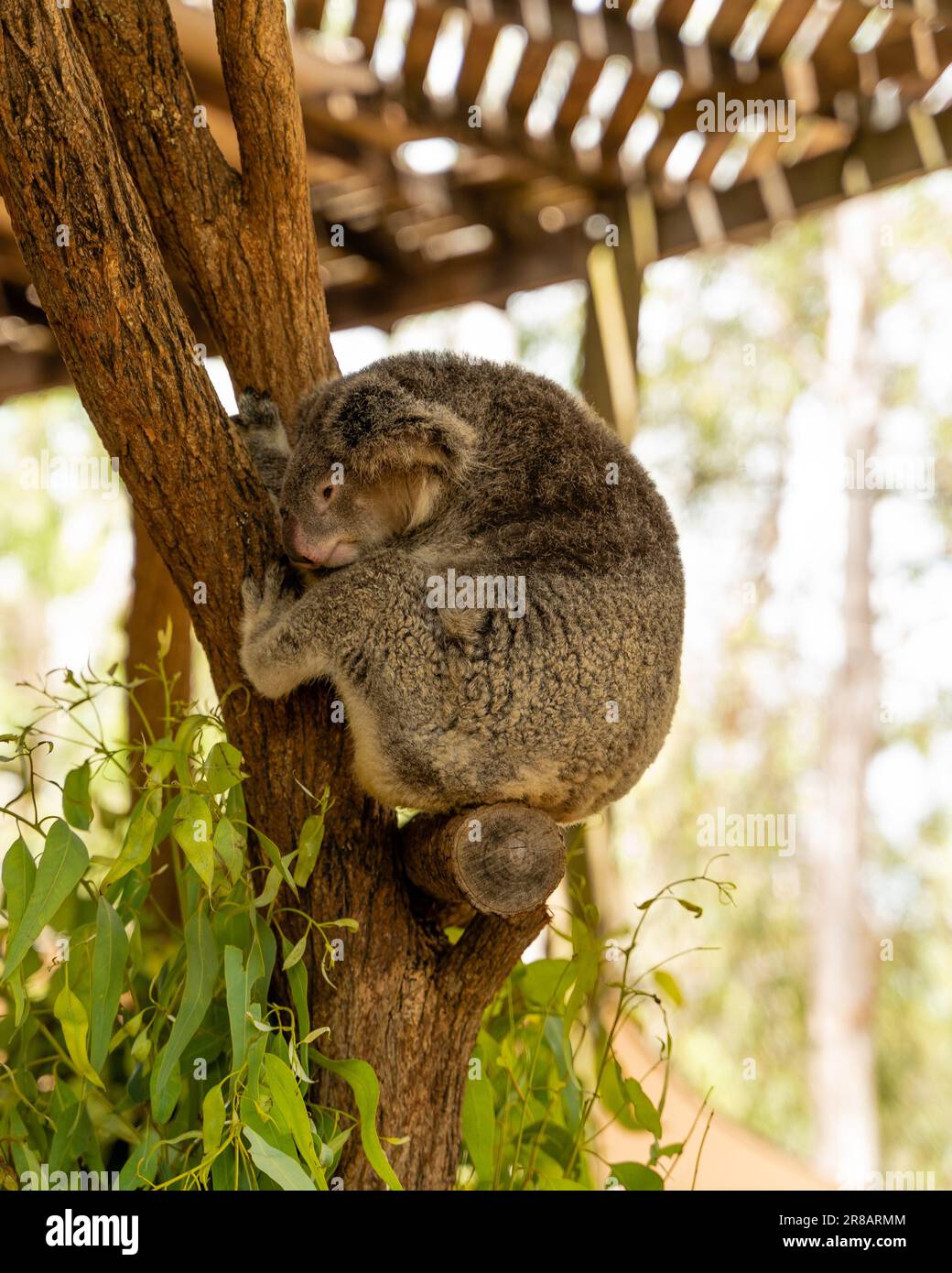 Koala gaze hi-res stock photography and images - Alamy
