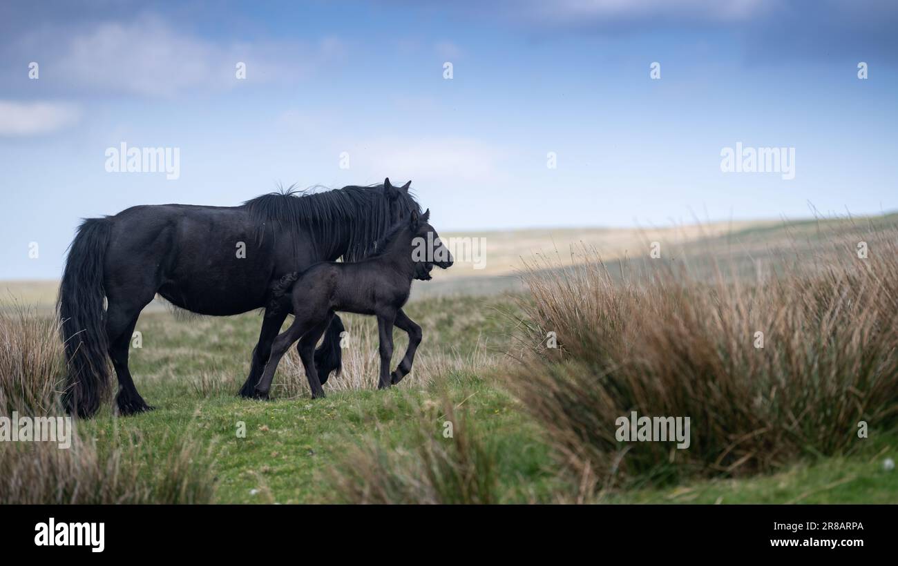 Fell Pony on the open moorland of Wild Boar Fell in the Yorkshire Dales, with a newborn foal. The Fell Pony is a native of the UK with only around 650 Stock Photo