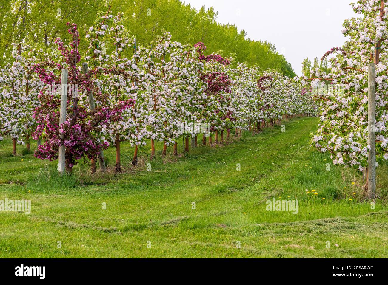 An apple orchard in Door County Wisconsin. Although most noted for its