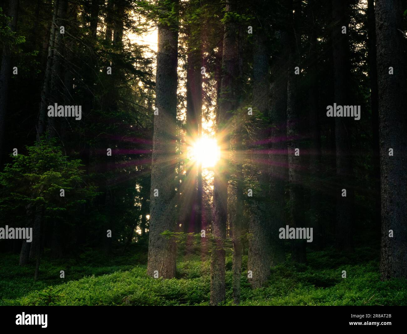 Sonnenaufgang im Wald Stock Photo