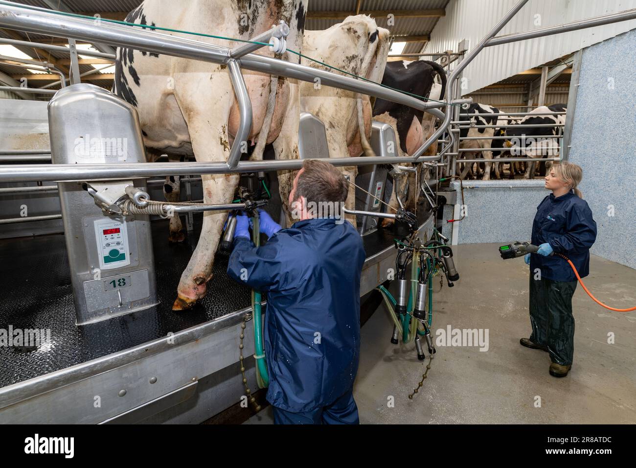 Dairy worker putting milking units on dairy cows udders on a rotary parlour, Dumfries, UK Stock