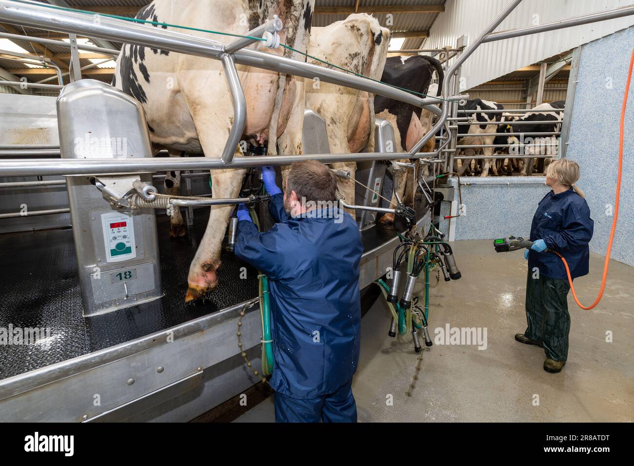 Dairy worker putting milking units on dairy cows udders on a rotary
