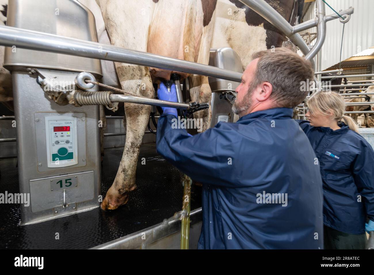 Dairy worker putting milking units on dairy cows udders on a rotary