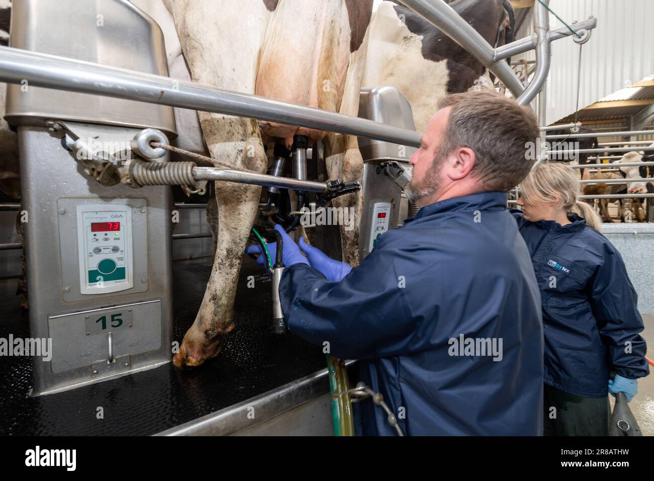 Dairy worker putting milking units on dairy cows udders on a rotary parlour, Dumfries, UK Stock