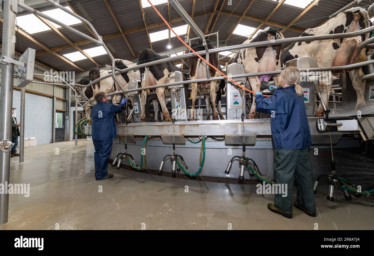 Dairy worker putting milking units on dairy cows udders on a rotary