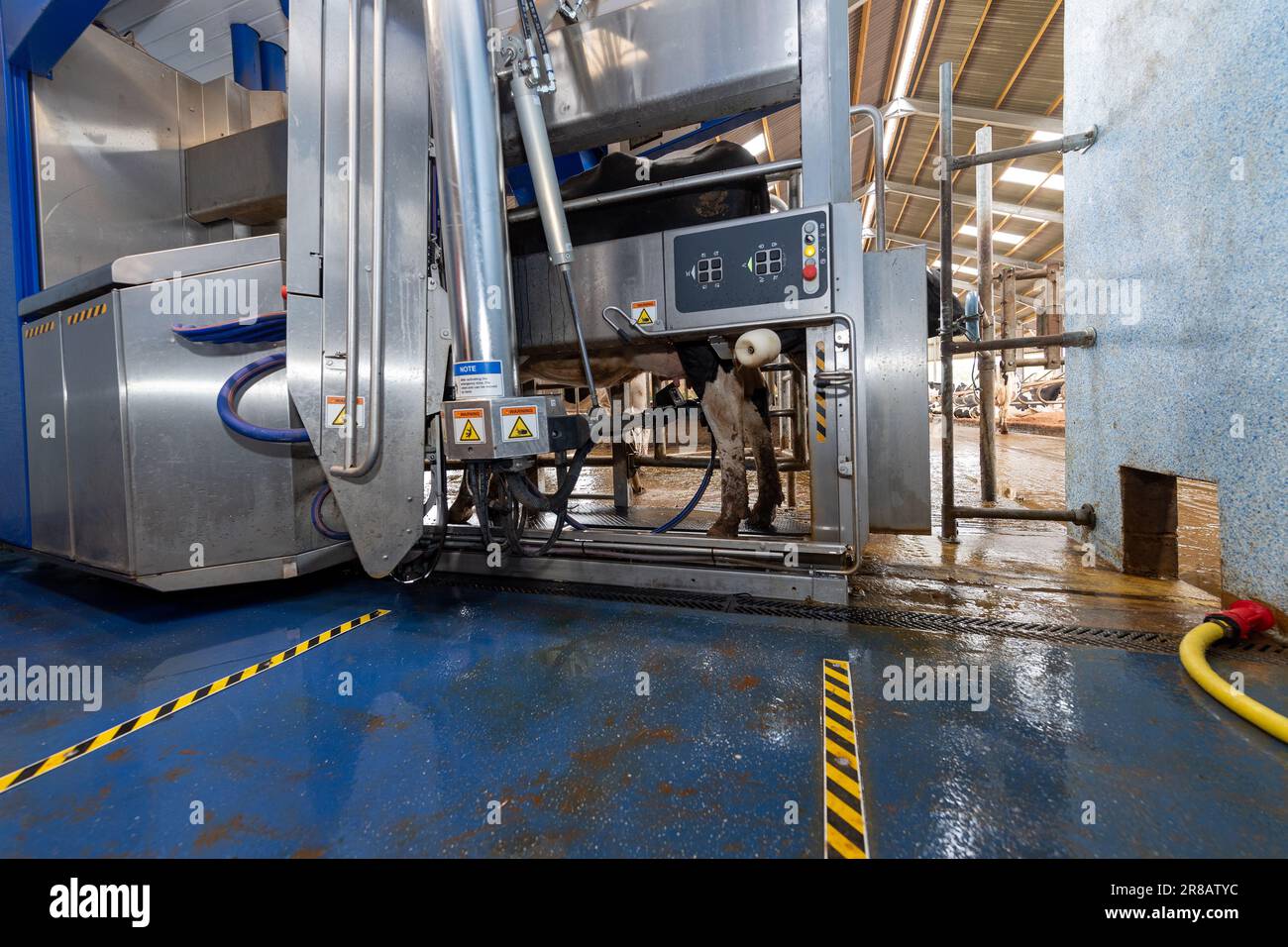 Dairy cows being milked by robotic milking machines in a mordern