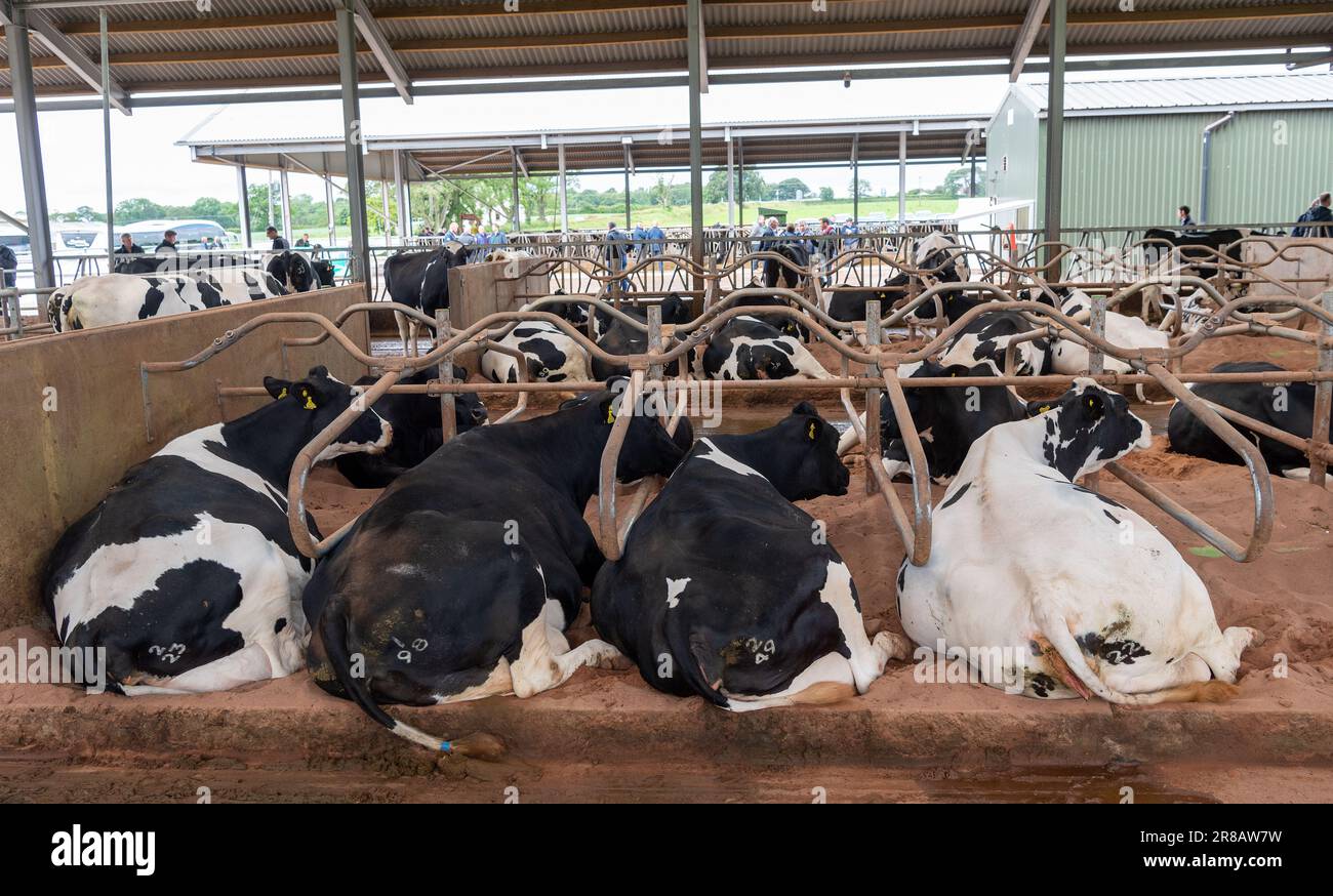 Dairy cattle laid down comfortably in a cubicle shed. Dumfries, UK