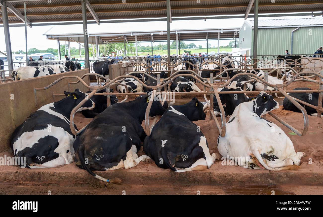 Dairy cattle laid down comfortably in a cubicle shed. Dumfries, UK. Stock Photo