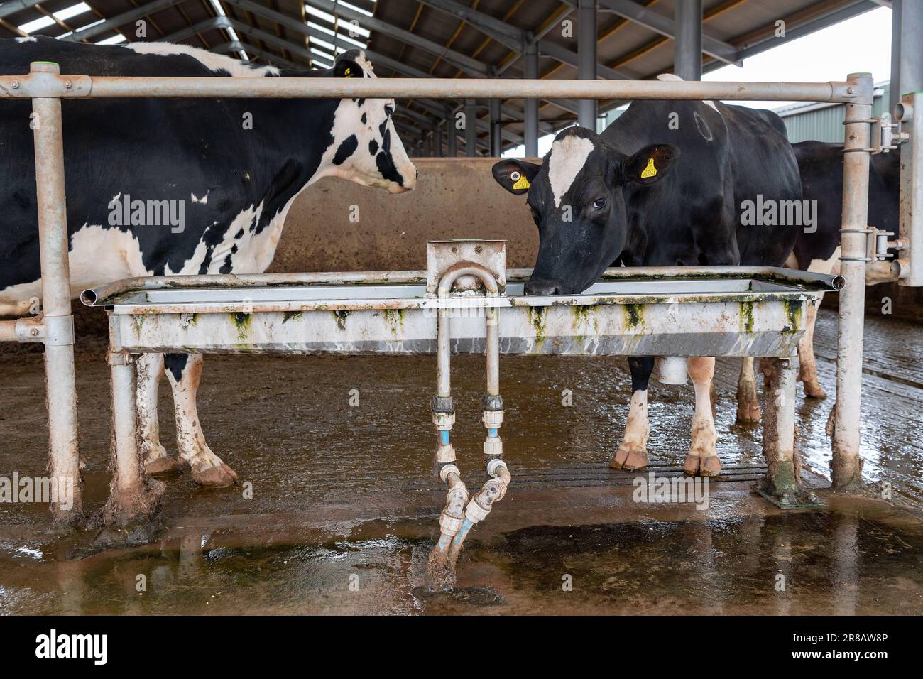 Dairy cows drinking fresh, clean water from a trough in a cattle shed