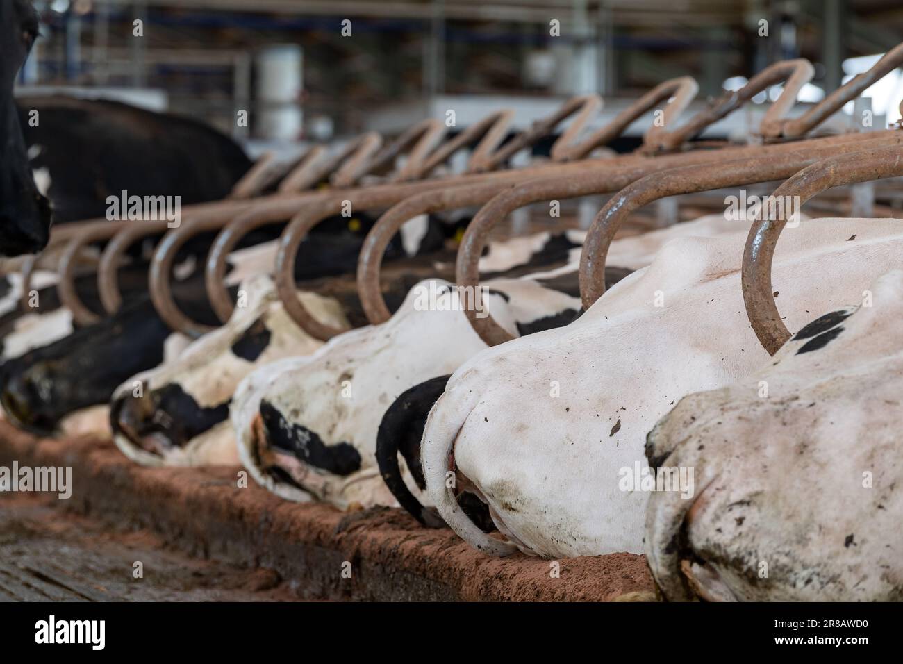 Dairy cattle laid down comfortably in a cubicle shed. Dumfries, UK