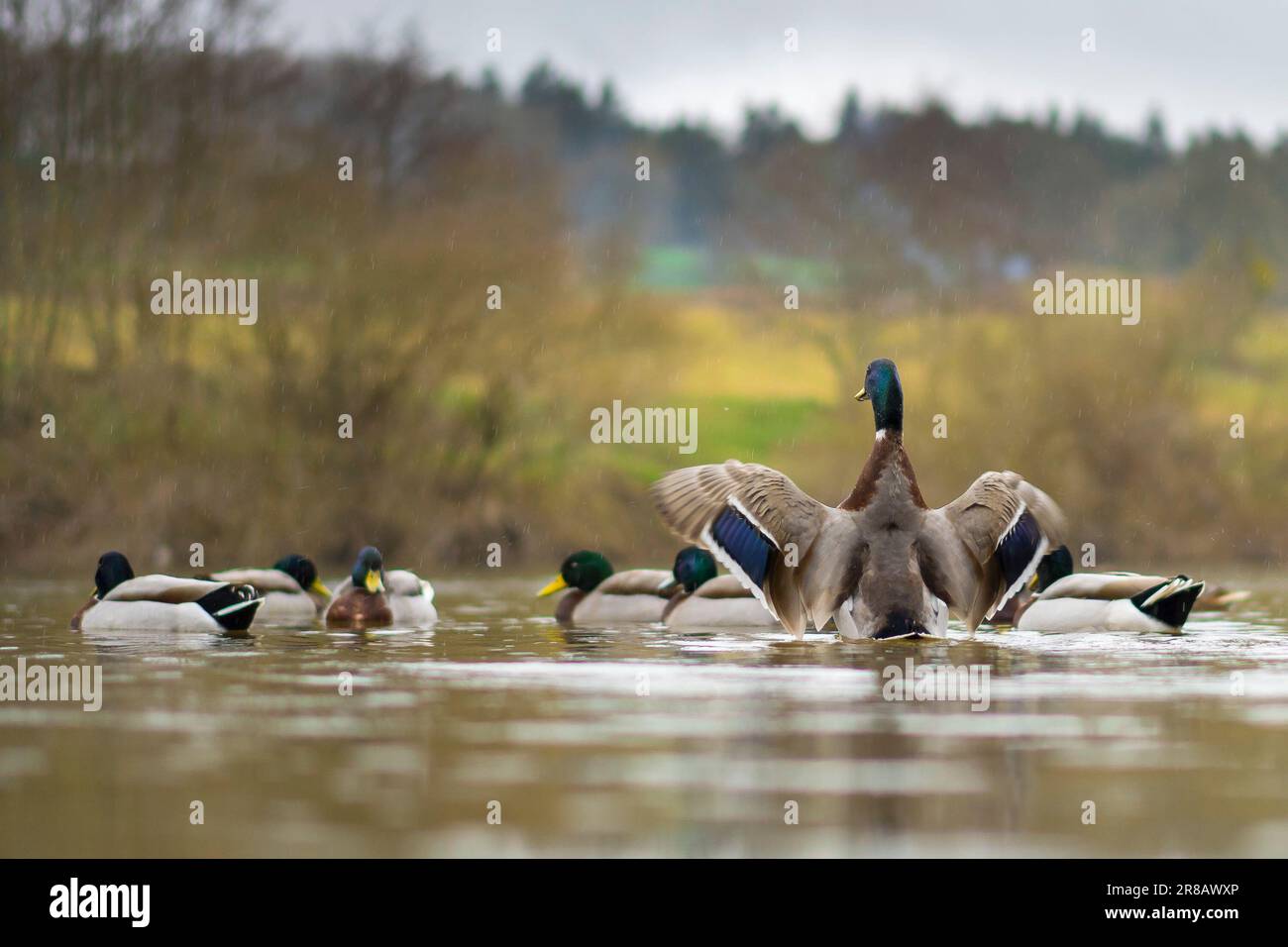 Low angle close up of wild, UK mallard drake (Anas platyrhynchos) in a river, flapping with his wings spread. British waterfowl. Stock Photo