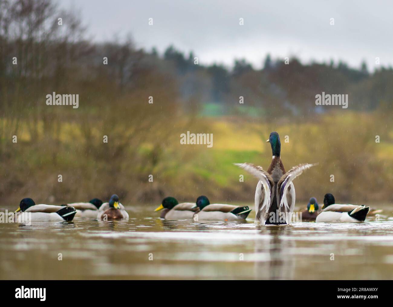 Low angle, rear view of wild, UK mallard drake (Anas platyrhynchos) in a river, flapping with his wings spread. British waterfowl. Stock Photo