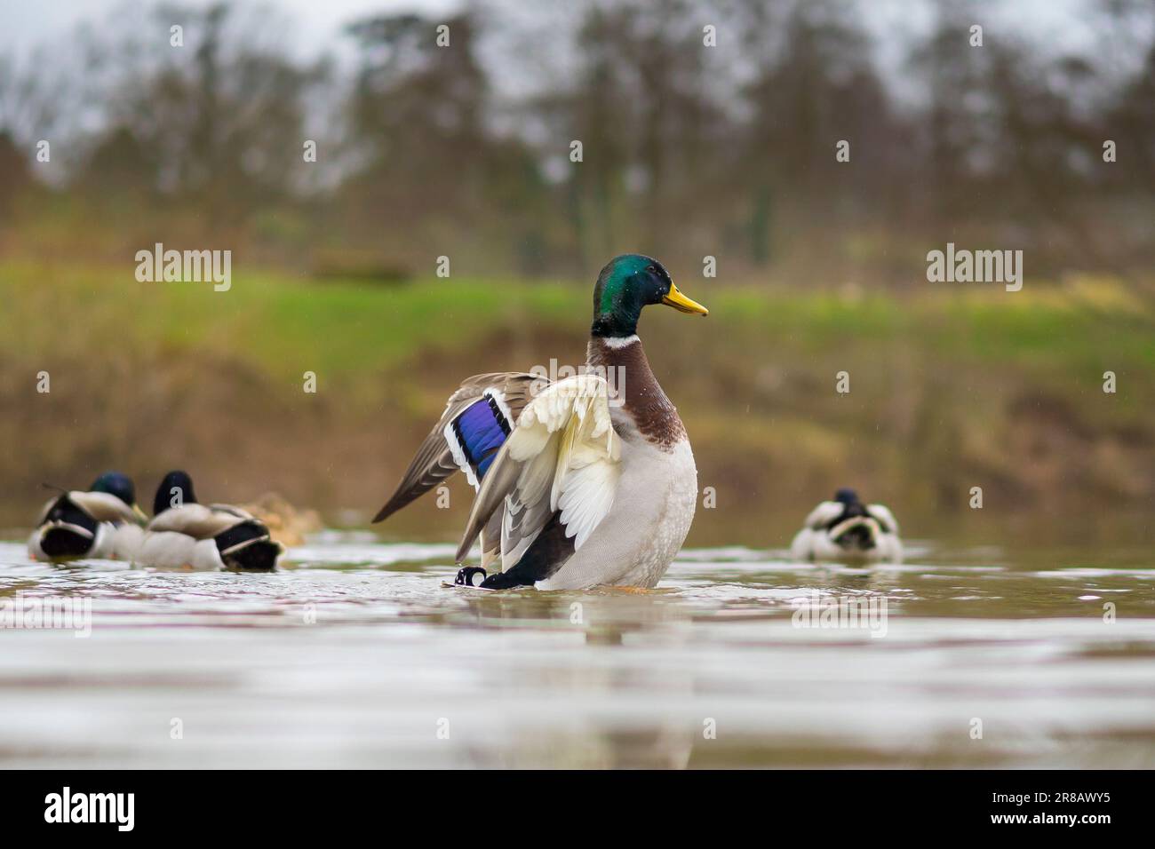 Low angle close up of wild, UK mallard drake (Anas platyrhynchos) in a river, flapping with his wings spread. British waterfowl. Stock Photo