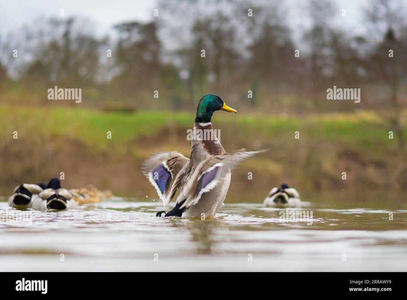 Low angle close up of wild, UK mallard drake (Anas platyrhynchos) in a river, flapping with his wings spread. British waterfowl. Stock Photo