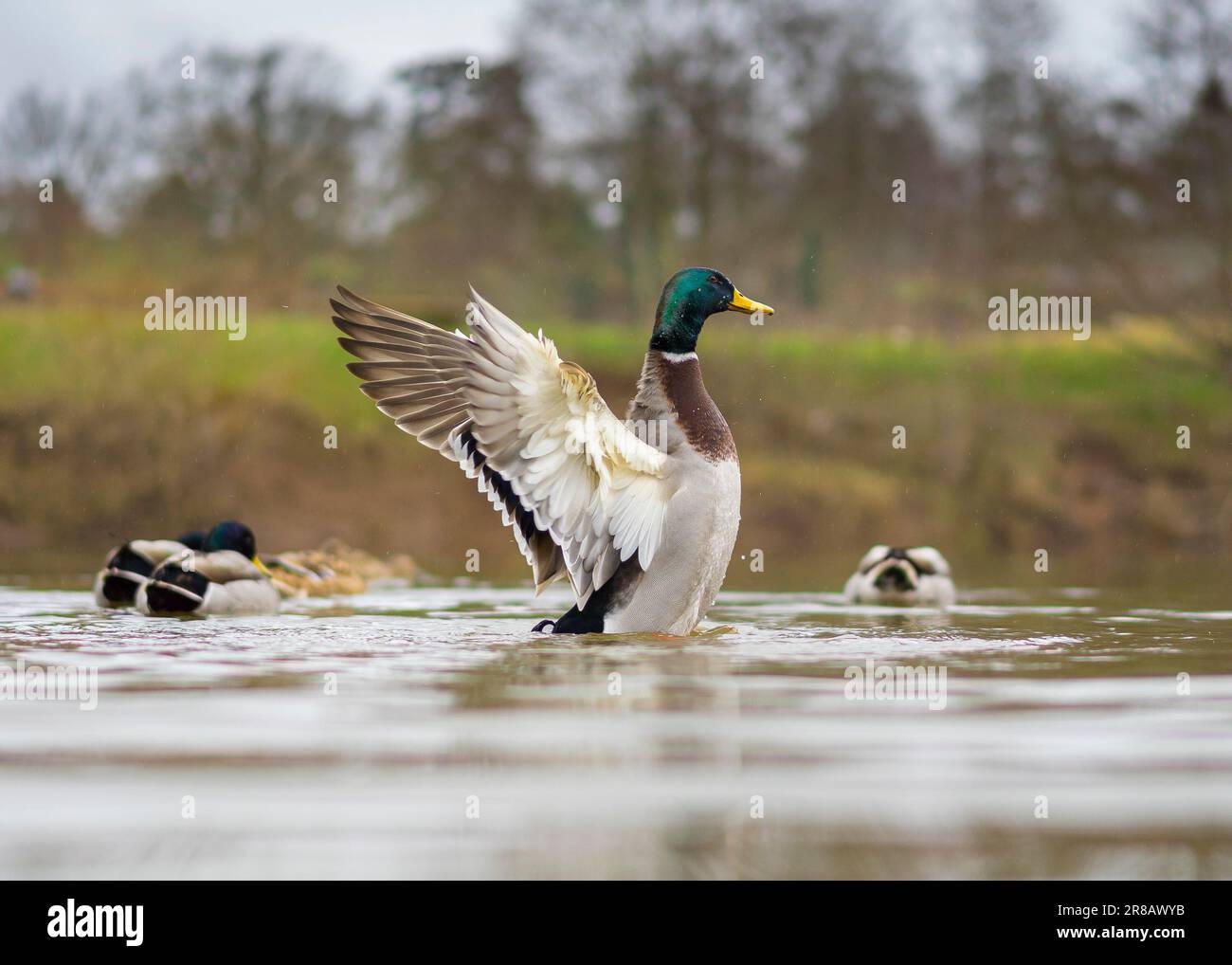 Low angle, close side view of wild, UK mallard drake (Anas platyrhynchos) in a river, flapping with his wings spread. British waterfowl. Stock Photo