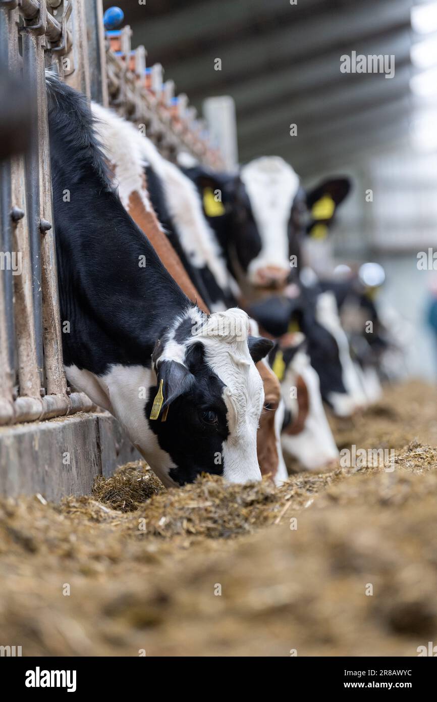 Dairy cattle eating a silage ration mix from behind feed barriers in a