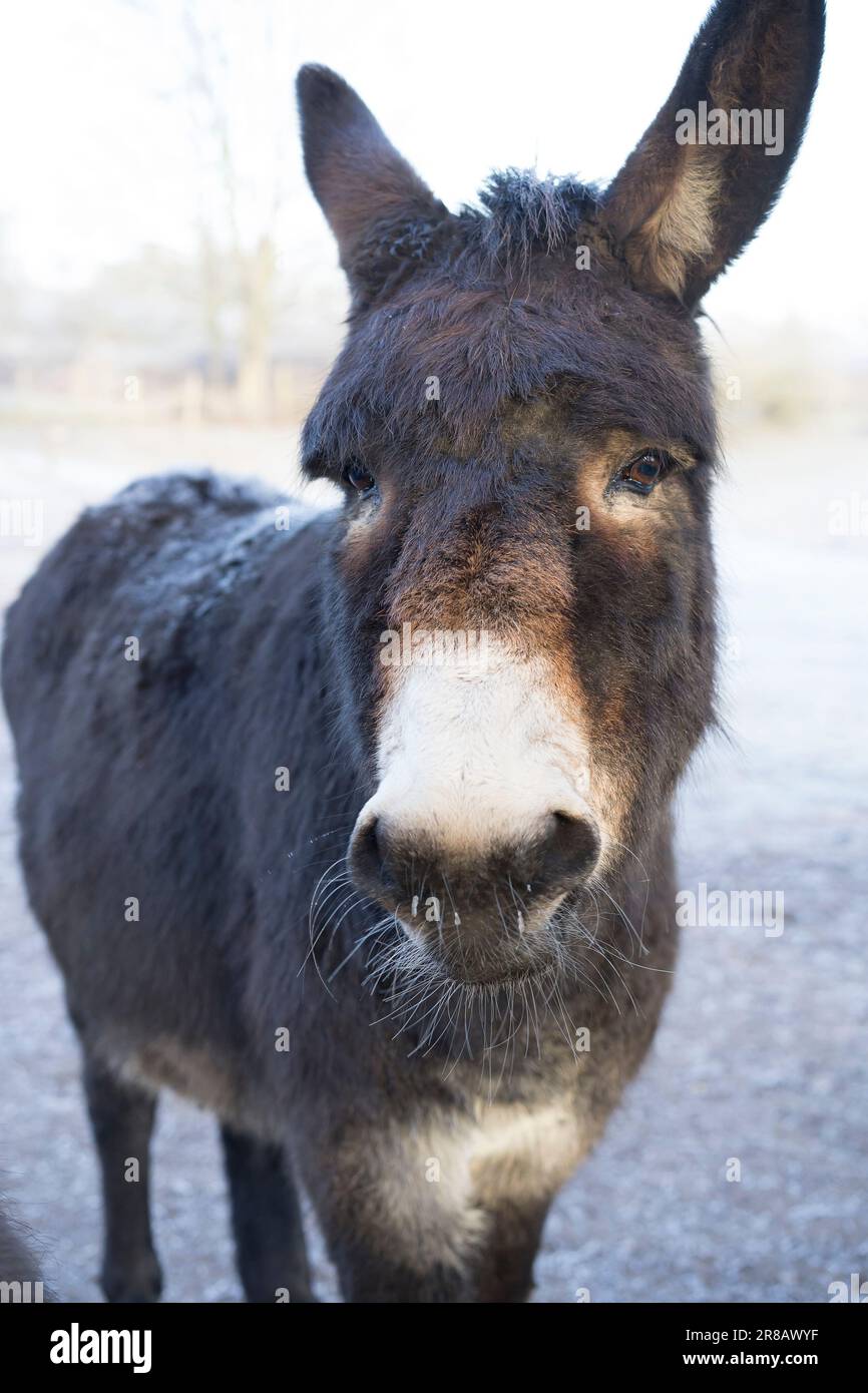 Close up of a donkey isolated outdoors in freezing cold weather conditions. Stock Photo