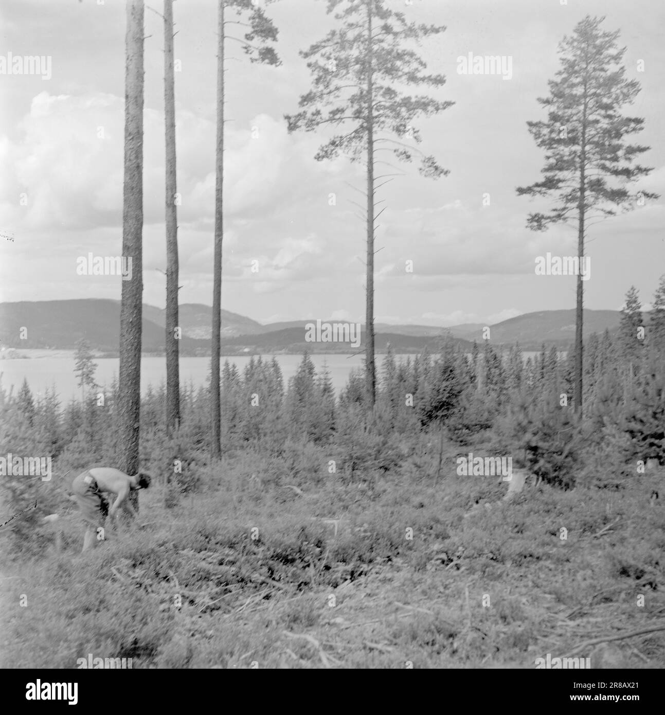 Actual 16-1950: Piano fingers around the ax handleThis summer, Ungdommens Arbeidstiltak has organized a camp for young people who want to do something useful during the holidays while also having a healthy time in the woods and fields.  The place chosen for this camp is by Hurdalssjøen, far from people and in thick forest. Here, major work is being done that previously had not been carried out due to a lack of experienced foresters.  Photo: Sverre A. Børretzen / Aktuell / NTB ***PHOTO NOT IMAGE PROCESSED*** Stock Photo