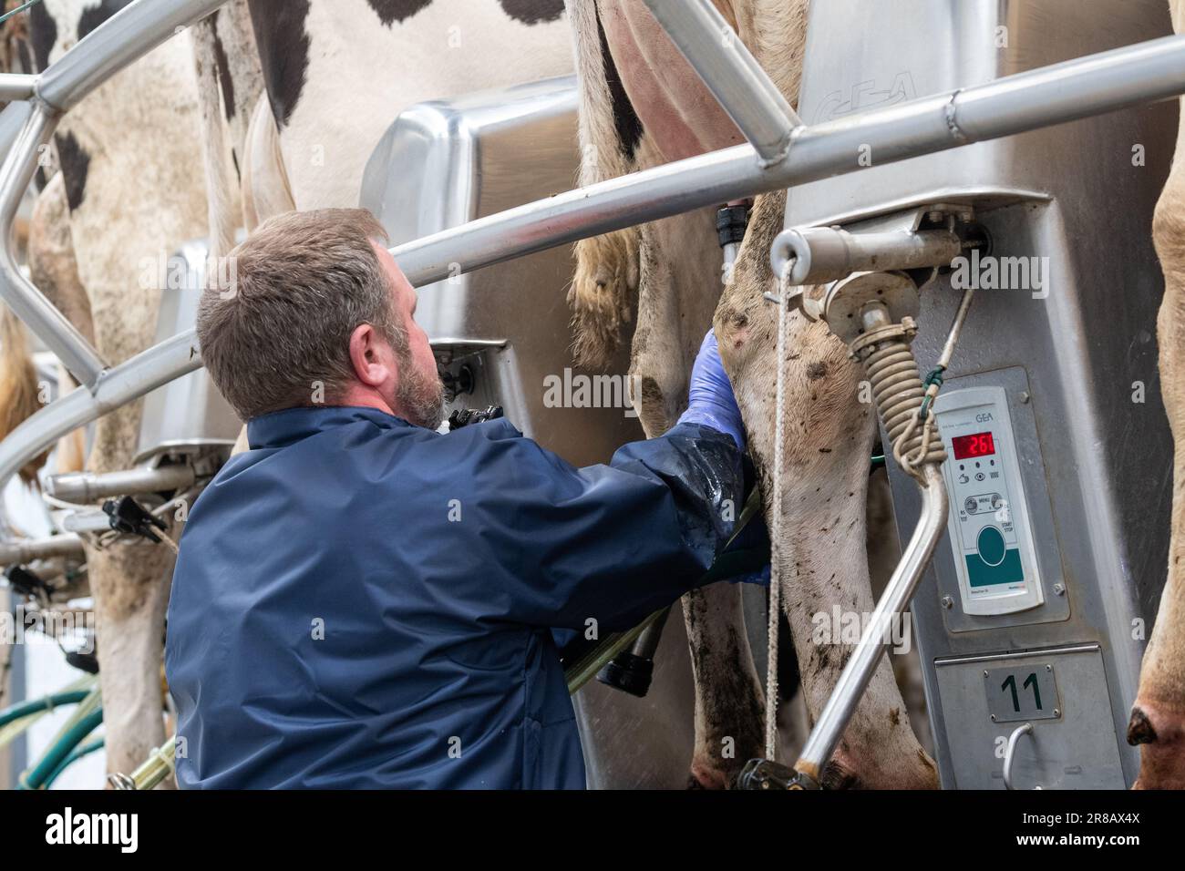 Dairy worker putting milking units on dairy cows udders on a rotary