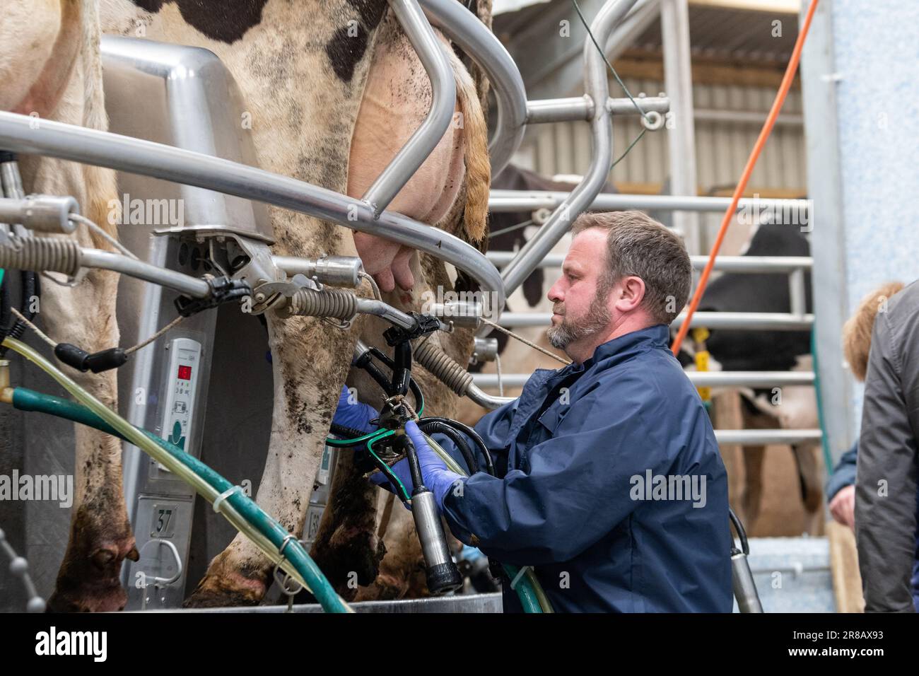 Dairy worker putting milking units on dairy cows udders on a rotary