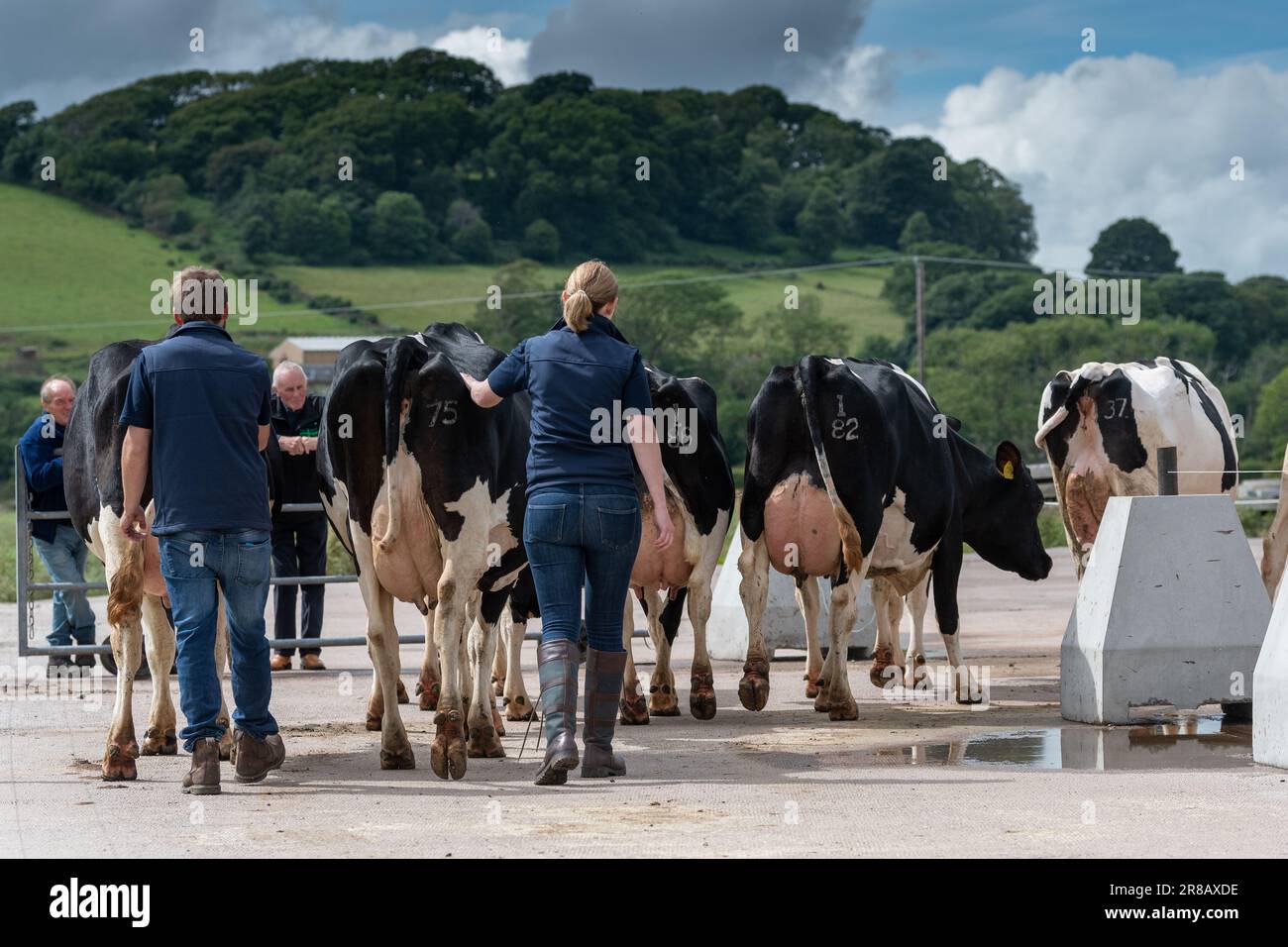 Farmer bring in Holstein dairy cattle from the fields into the milking