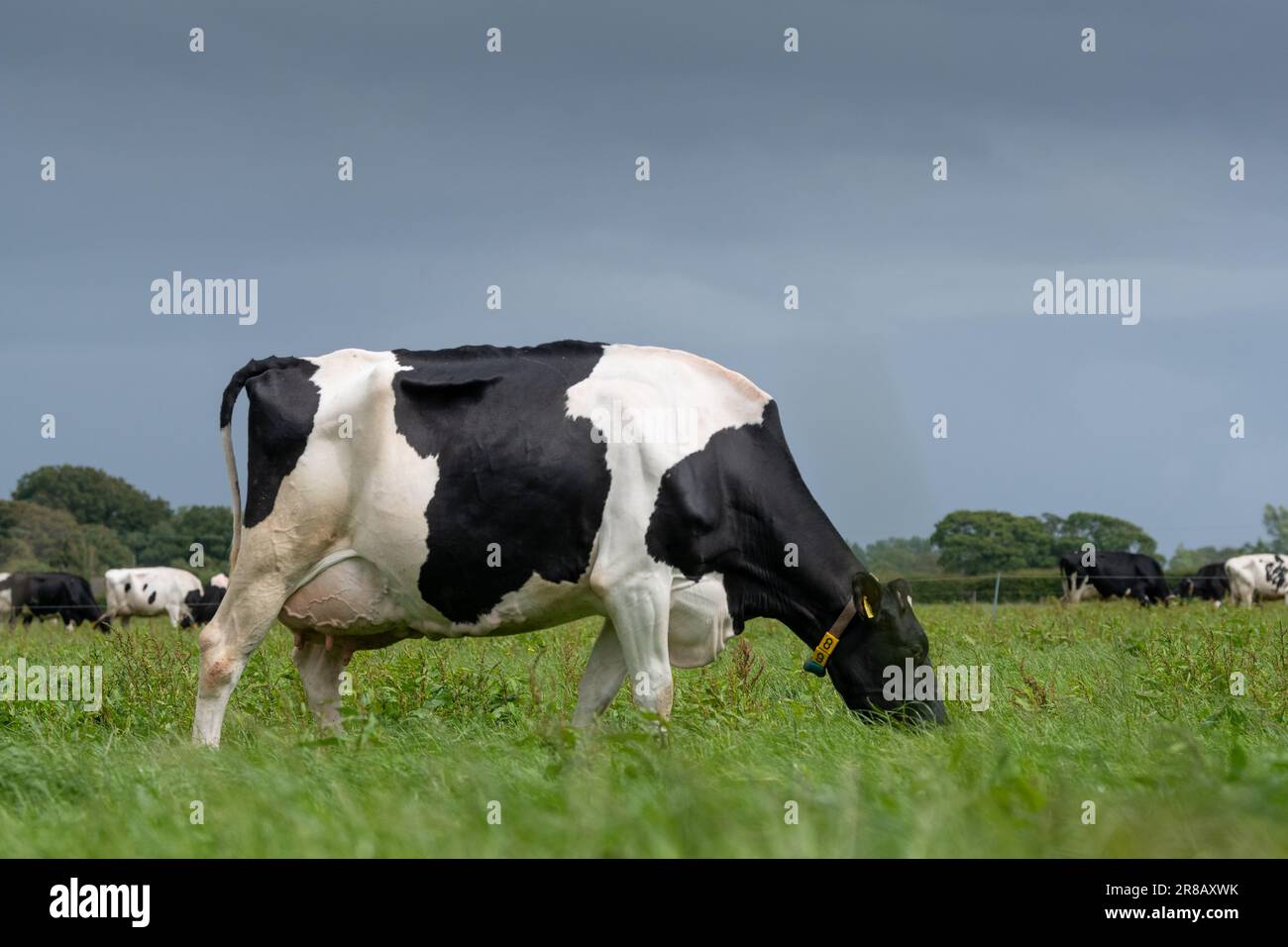 Holstein dairy cattle grazing on a lush pasture prior to milking ...