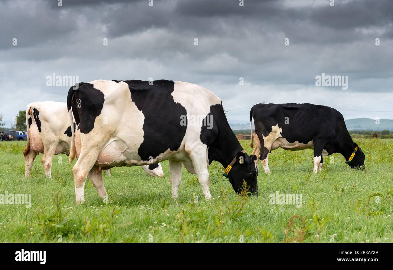 Holstein dairy cattle grazing on a lush pasture prior to milking ...
