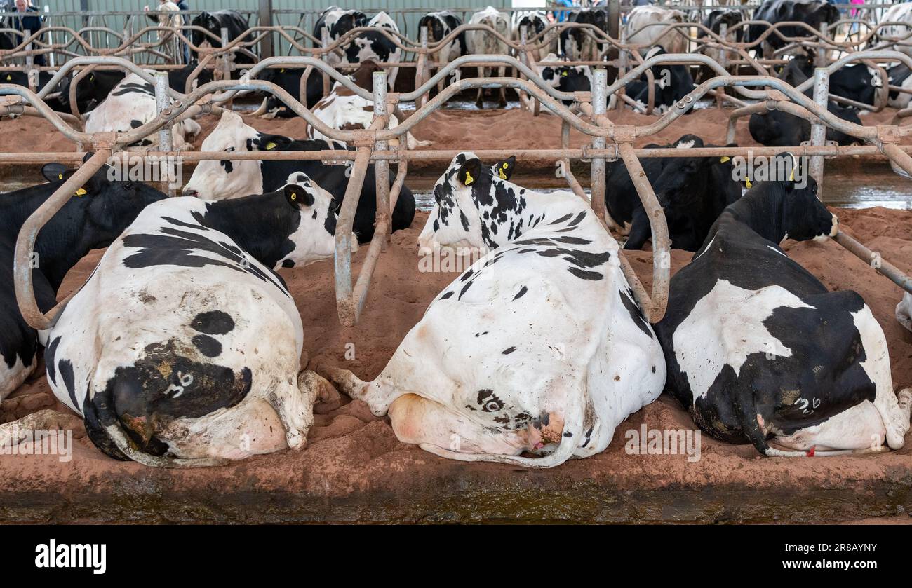 Dairy cattle laid down comfortably in a cubicle shed. Dumfries, UK. Stock Photo