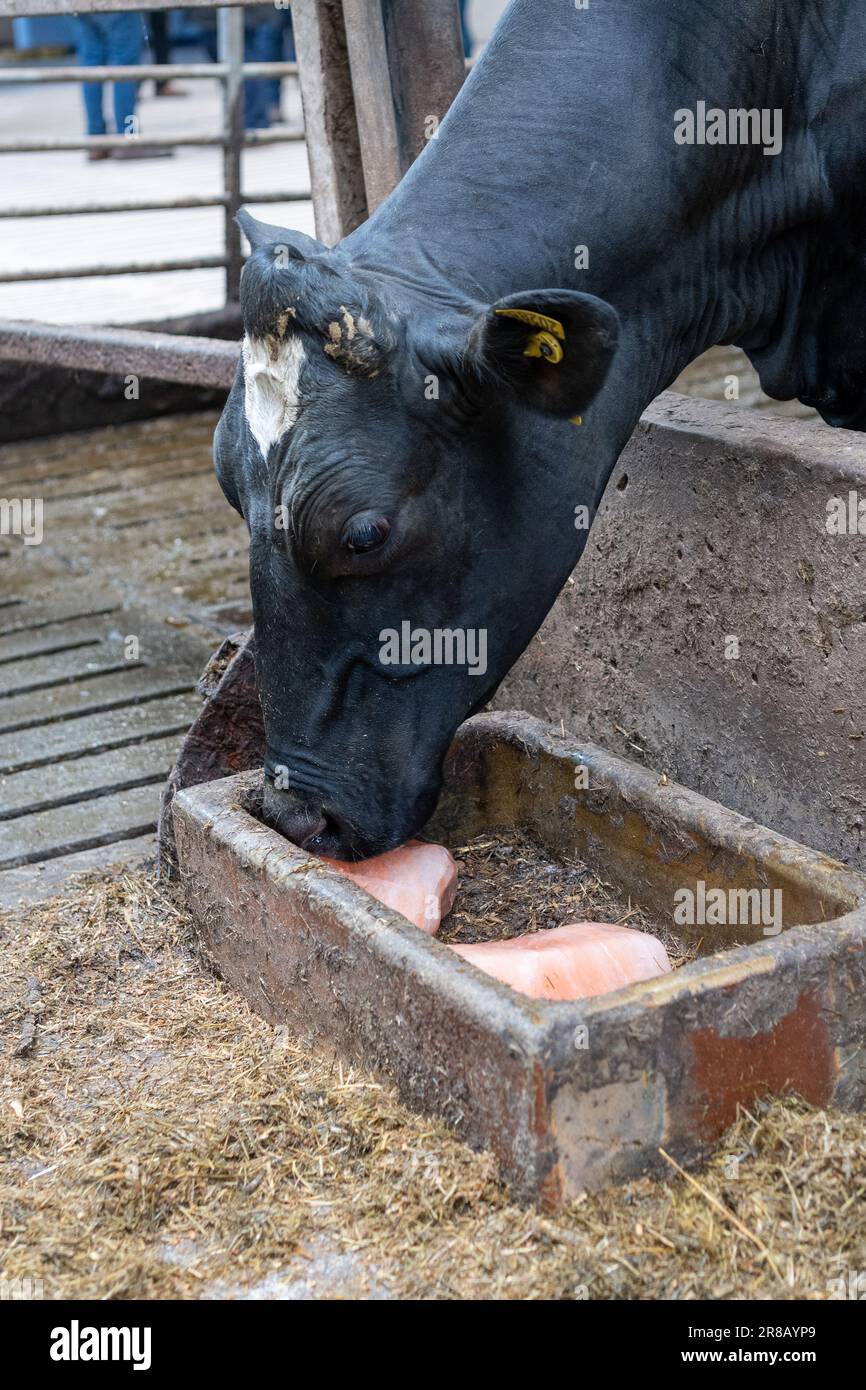 Cow licking a rock salt which contains essential salts and minerals for