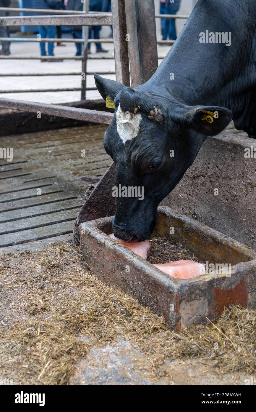 Cow licking a rock salt which contains essential salts and minerals for