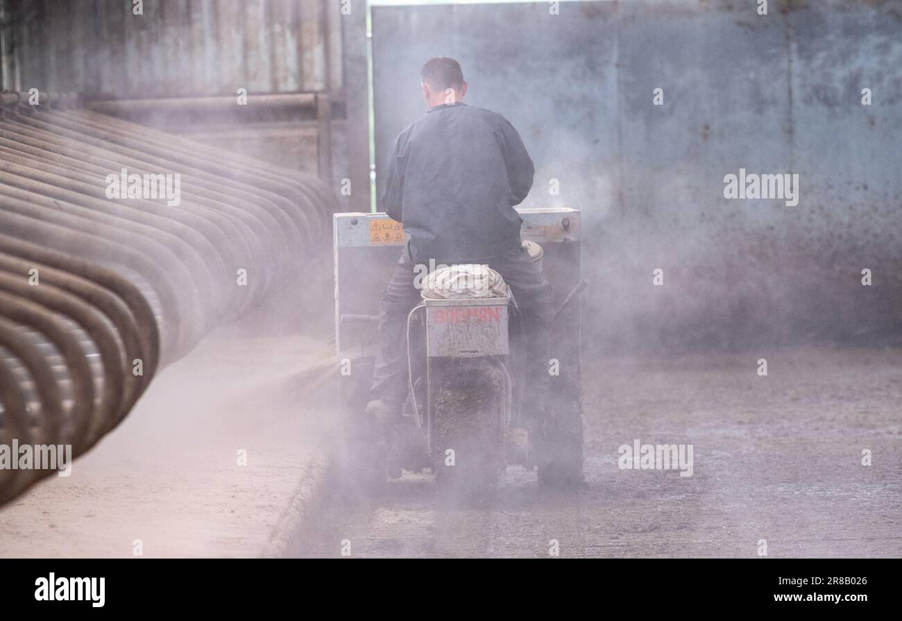 Bedding up cubicles with sawdust to keep cows clean and comfortable, in