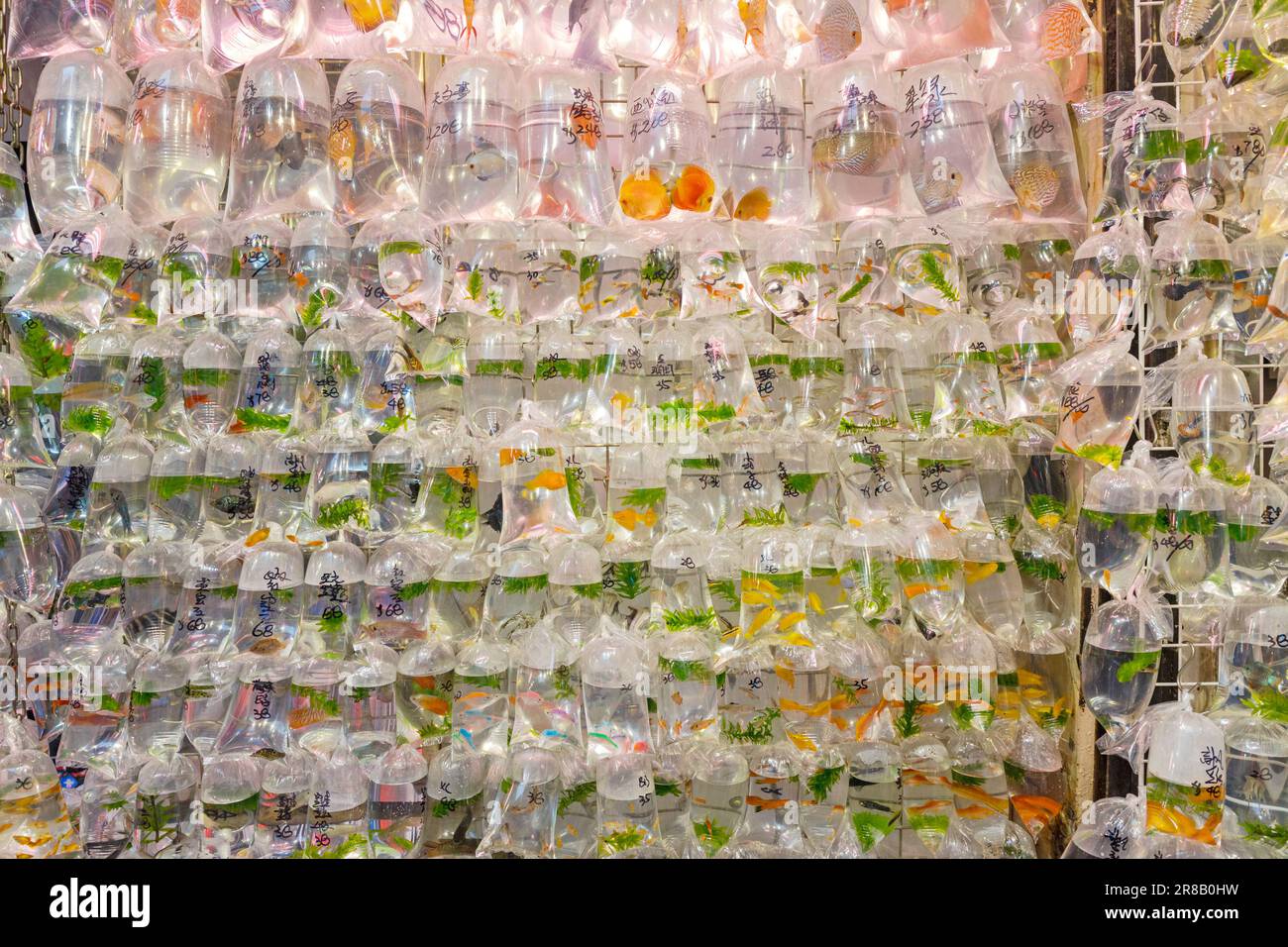 Pet shop in hong kong hi-res stock photography and images - Alamy
