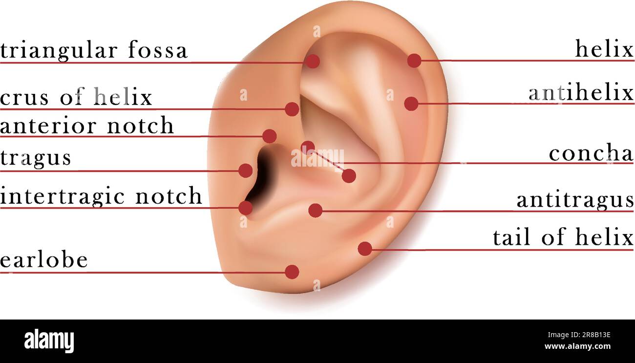 Human ear map of parts for piercing. Isolated on white background. Stock Vector