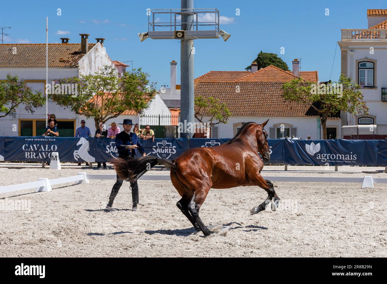 Europe, Portugal, Alentejo Region, Golega, Man in traditional costume working a Colt for the Audience at the 'Mares and Foals' Horse Festival Stock Photo