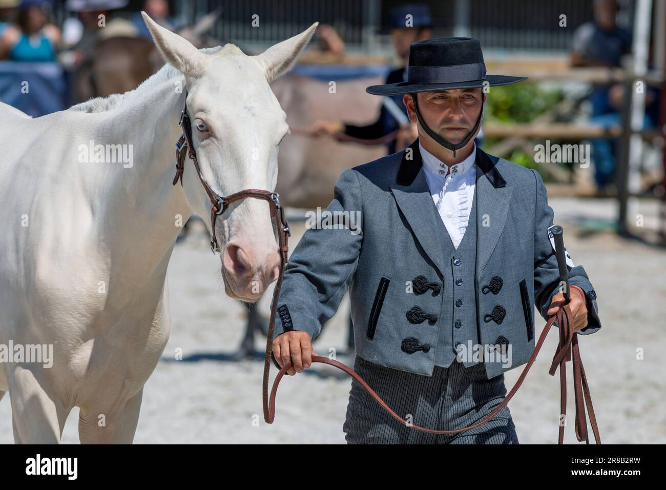 Europe, Portugal, Alentejo Region, Golega, Man in traditional costume presenting a Palomino Lusitano Colt at the 'Mares and Foals' Horse Fair Stock Photo