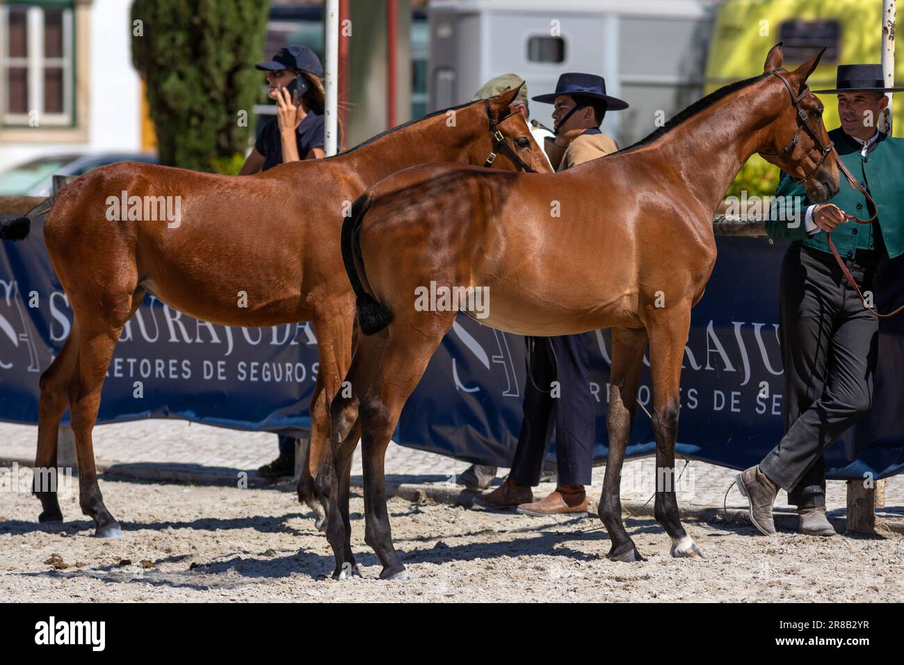 Europe, Portugal, Alentejo Region, Golega, Two Lusitano Colts with their Handlers at the 'Mares and Foals' Horse Fair in May 2023 Stock Photo