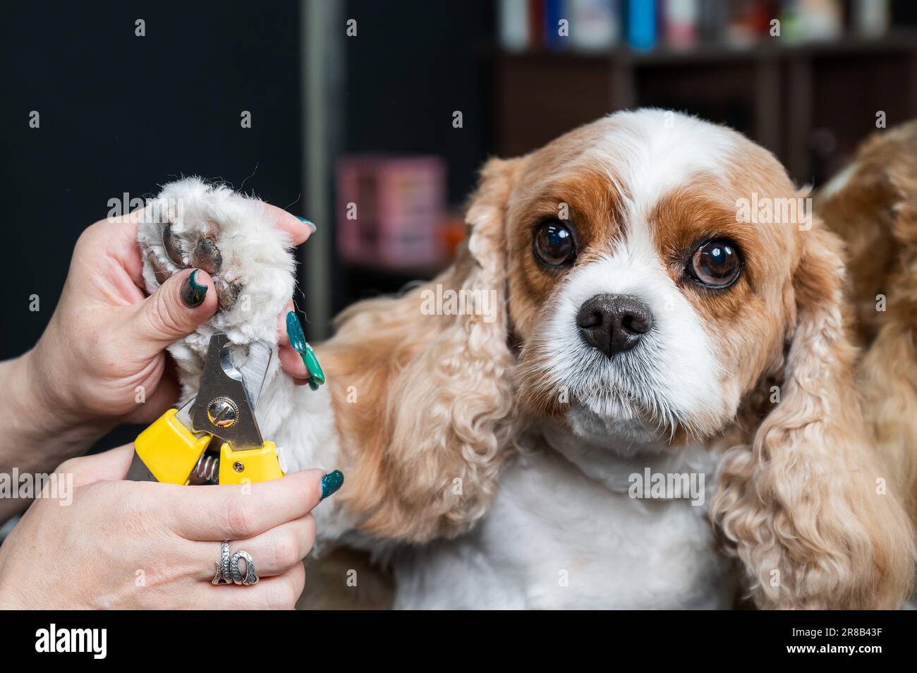 Groomer trims the claws of a Cavalier King Charles Spaniel in a