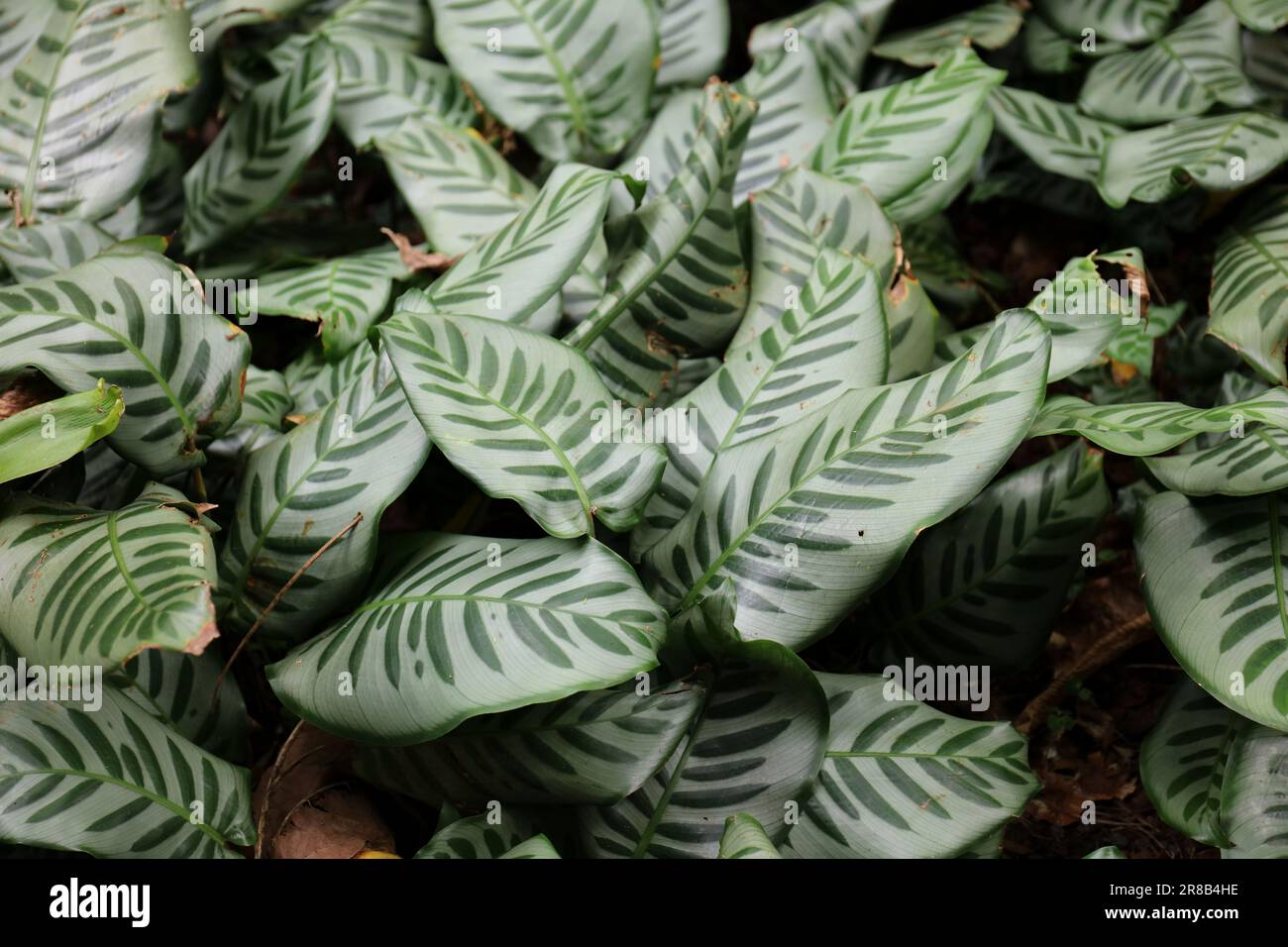 calathea light Calathea roseopicta 'Northern Lights' 6" at SPROUT HOME