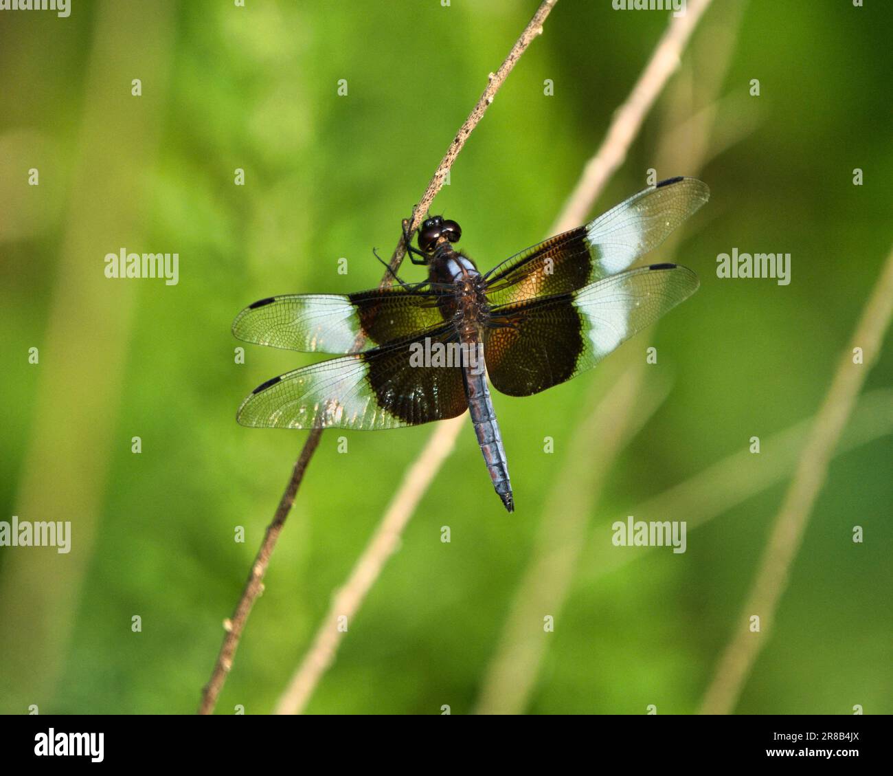 Widow skimmer dragonfly on a branch hi-res stock photography and images ...