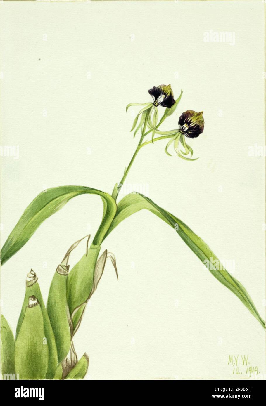 Orchid (Epidendrum cochleatum) 1919 by Mary Vaux Walcott, born Philadelphia, PA 1860-died St. Andrews, New Brunswick, Canada 1940 Stock Photo
